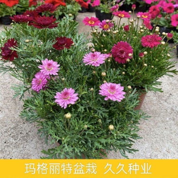 玛格丽特菊花苗姬小菊盆栽阳台庭院耐寒花卉多年生