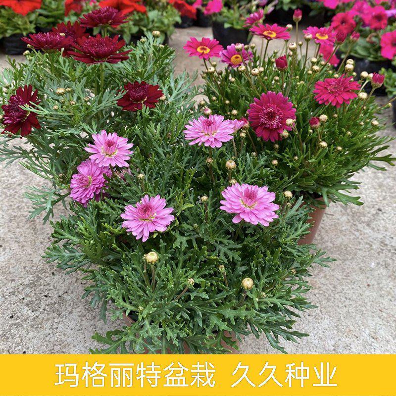 玛格丽特菊花苗姬小菊盆栽阳台庭院耐寒花卉多年生