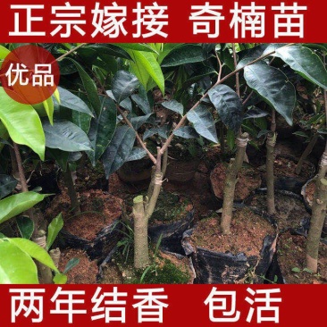 奇楠沉香树苗，质量保证，正宗嫁接，假一赔十。品种多多