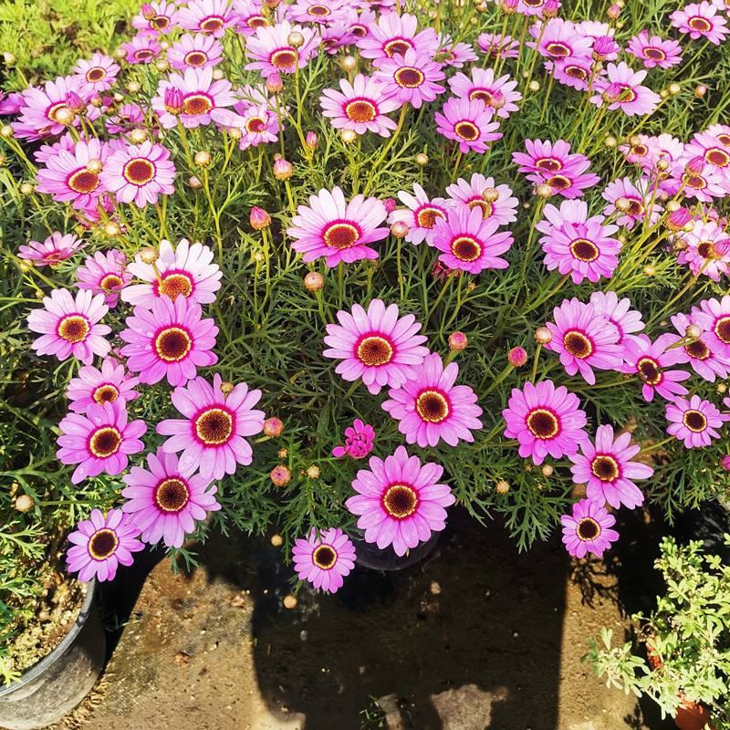 玛格丽特菊花苗姬小菊盆栽阳台庭院耐寒花卉多年生