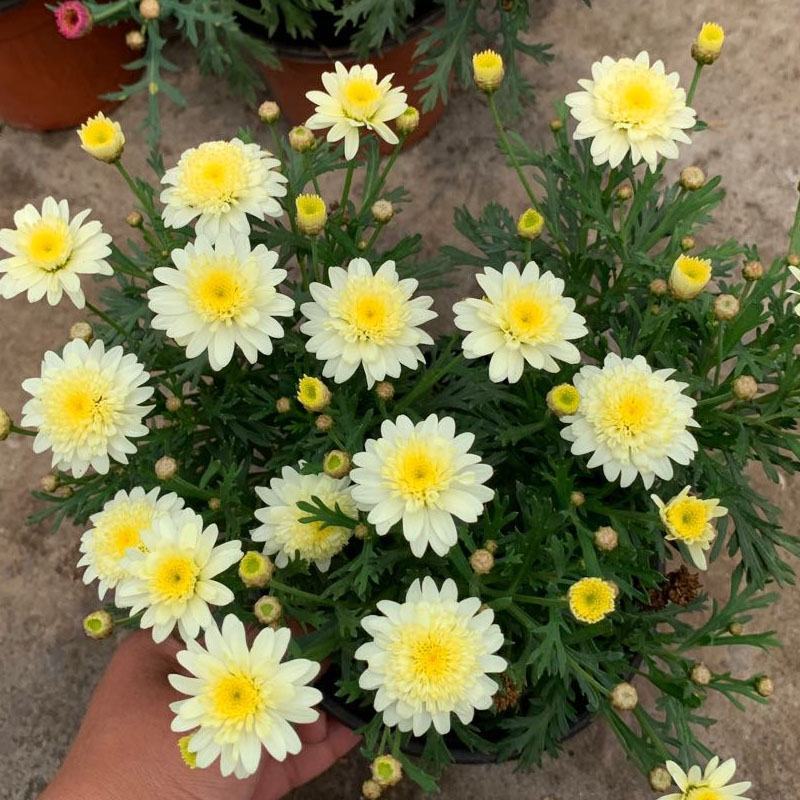 玛格丽特菊花苗姬小菊盆栽阳台庭院耐寒花卉多年生