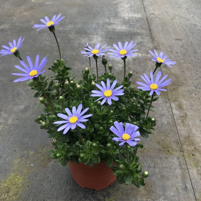玛格丽特菊花苗姬小菊盆栽阳台庭院耐寒花卉多年生
