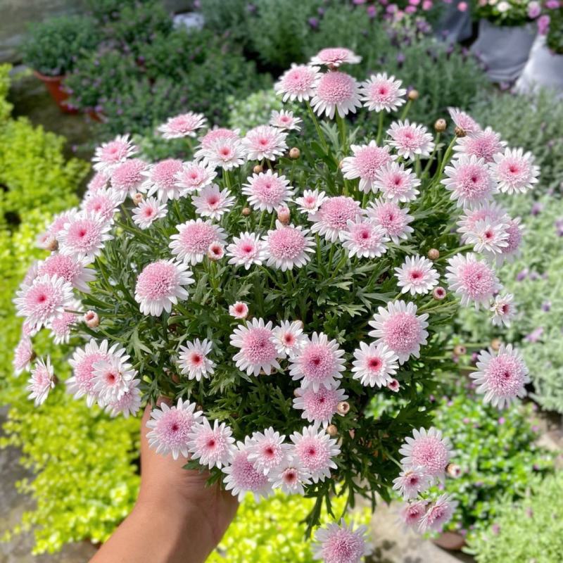 玛格丽特菊花苗姬小菊盆栽阳台庭院耐寒花卉多年生