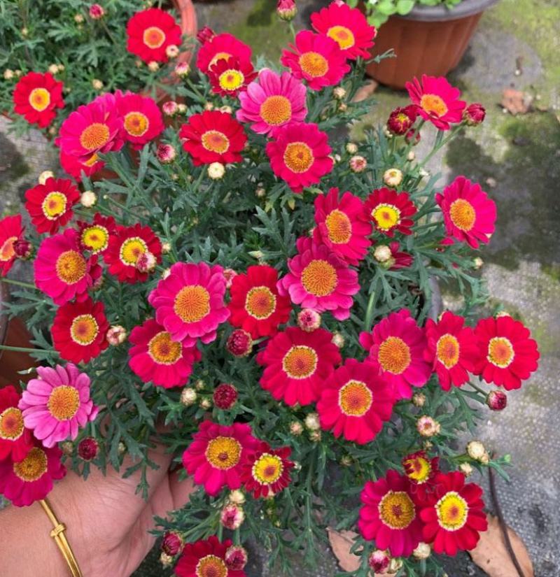 玛格丽特菊花苗姬小菊盆栽阳台庭院耐寒花卉多年生