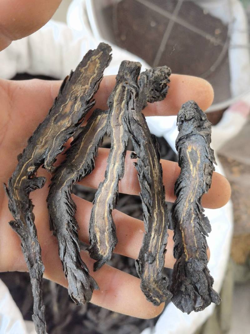肉苁蓉水洗软大条片关书药业品质保证