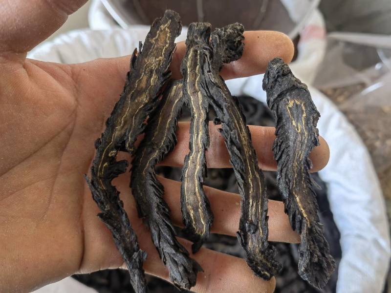 肉苁蓉水洗软大条片关书药业品质保证