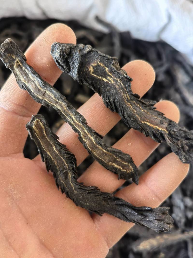 肉苁蓉水洗软大条片关书药业品质保证