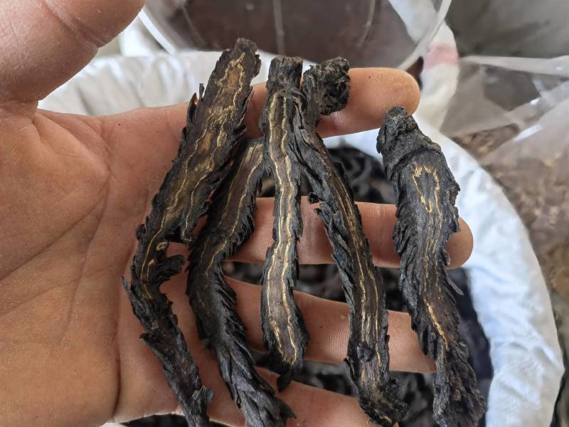 肉苁蓉水洗软大条片关书药业品质保证