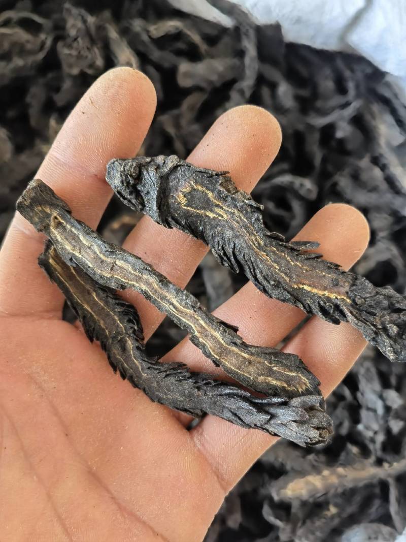 肉苁蓉水洗软大条片关书药业品质保证