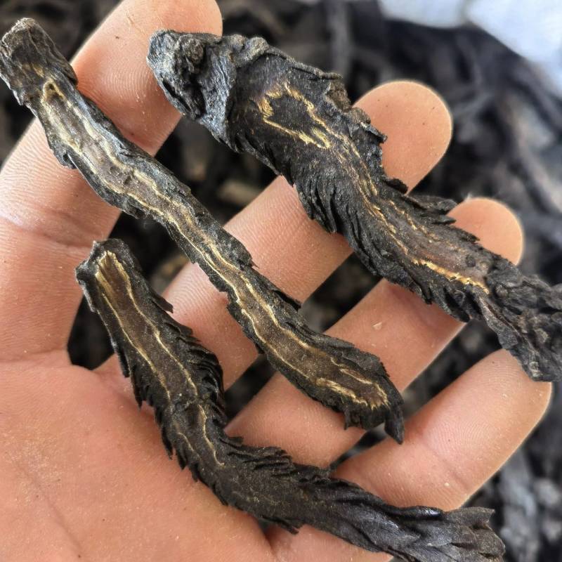 肉苁蓉水洗软大条片关书药业品质保证