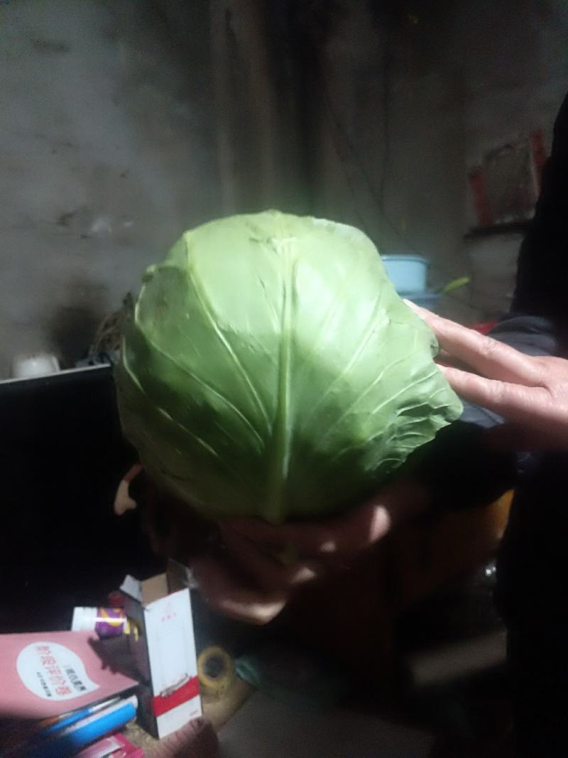 甘蓝