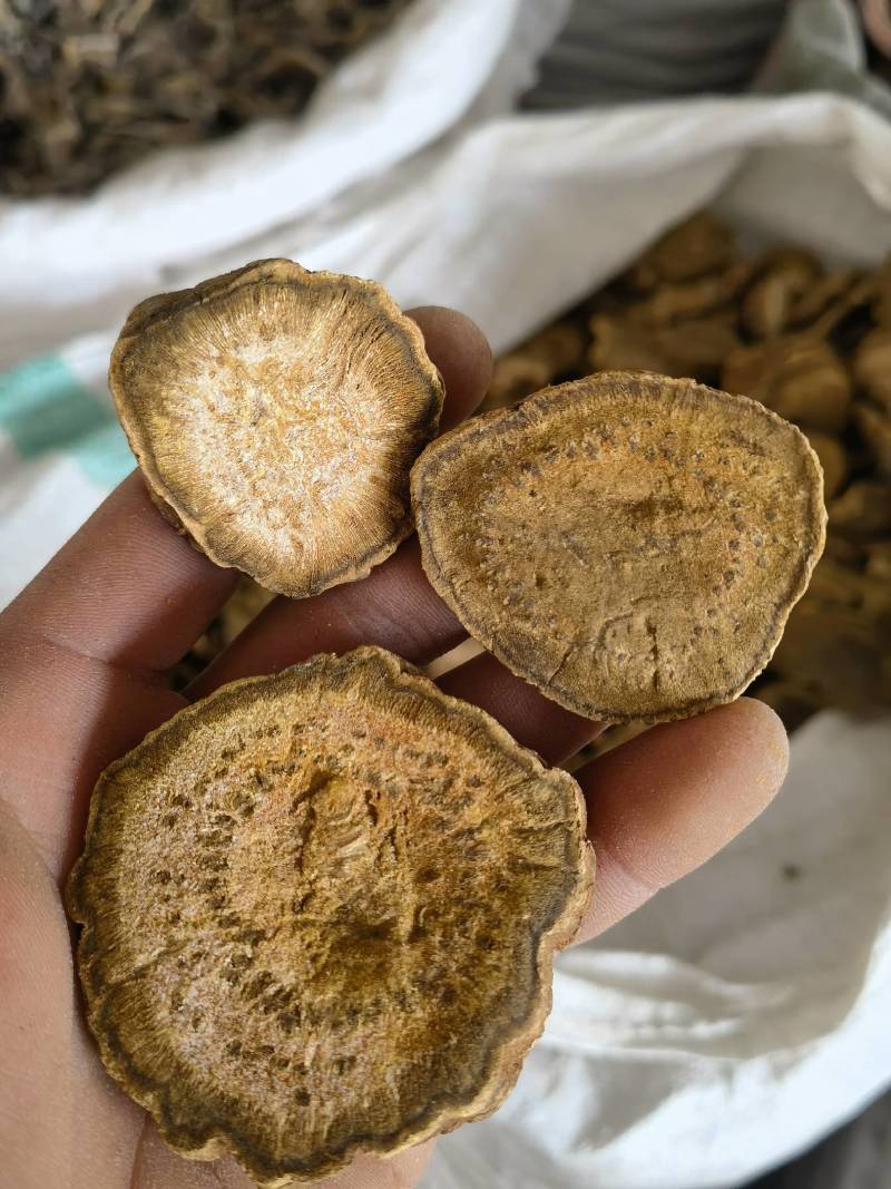 大黄酒大黄新货关书药业批发各种规格中药材