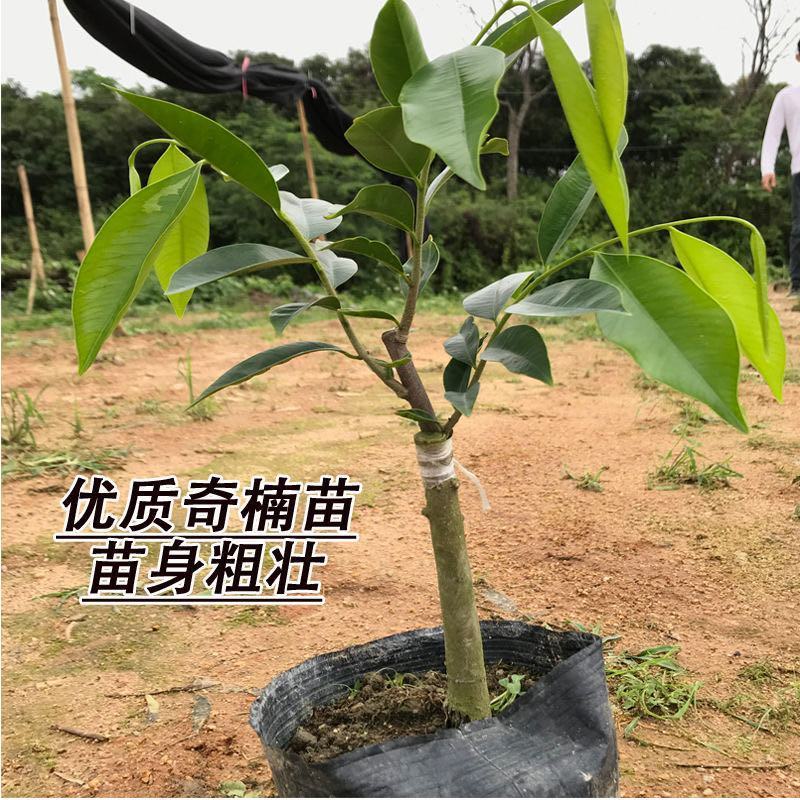 奇楠沉香树苗，质量保证，正宗嫁接，假一赔十。品种多多