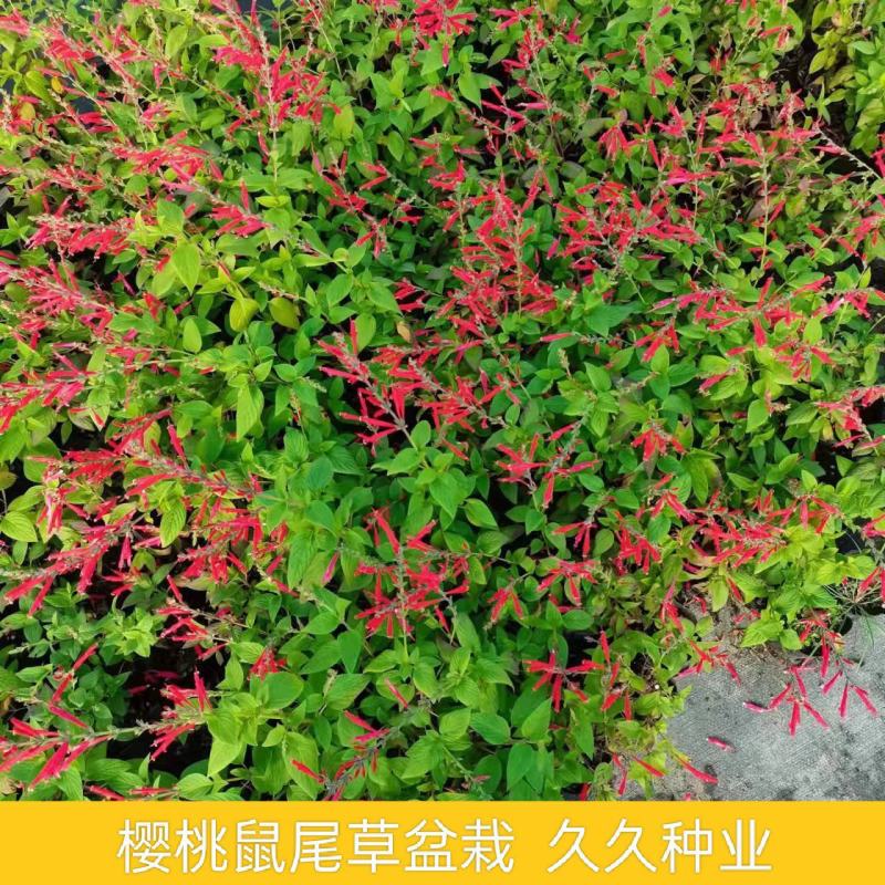 樱桃鼠尾草苗多年生草本植物耐寒耐热阳台庭院盆栽植物