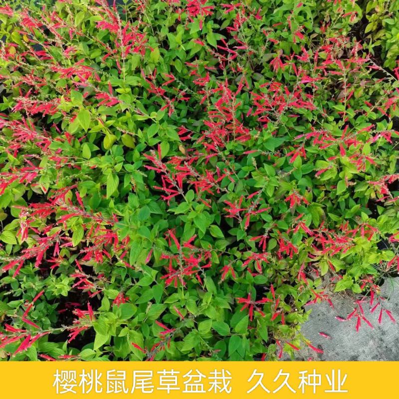樱桃鼠尾草苗多年生草本植物耐寒耐热阳台庭院盆栽植物