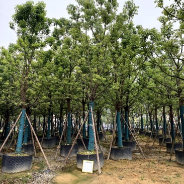 【全冠香樟樟树】各种规格欢迎合作详谈
