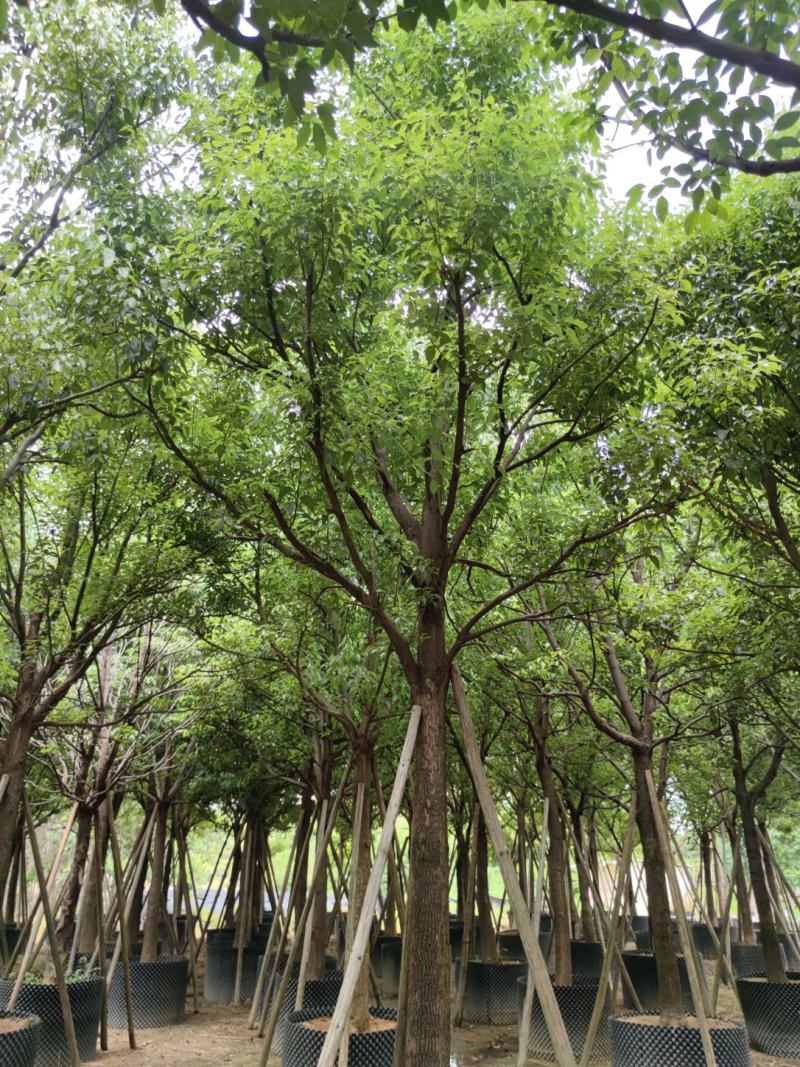 【全冠香樟樟树】各种规格欢迎合作详谈