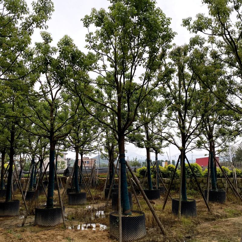 【全冠香樟樟树】各种规格欢迎合作详谈