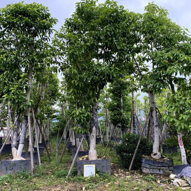 【白玉兰白兰花缅桂花】各种规格欢迎合作详谈