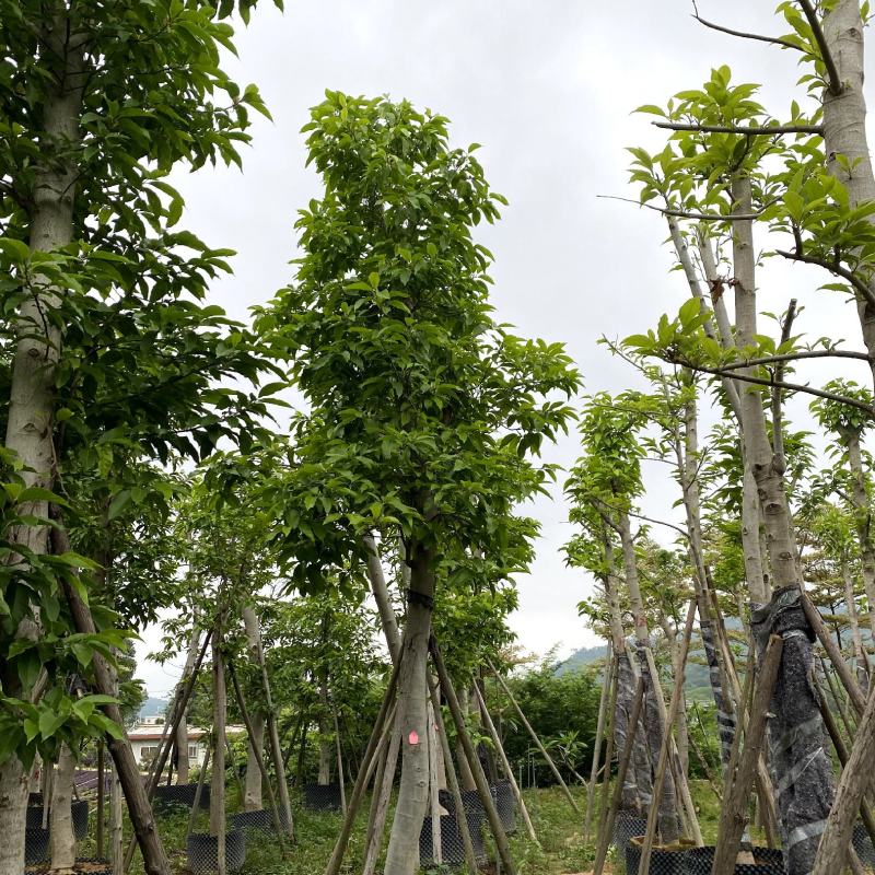 【白玉兰白兰花缅桂花】各种规格欢迎合作详谈