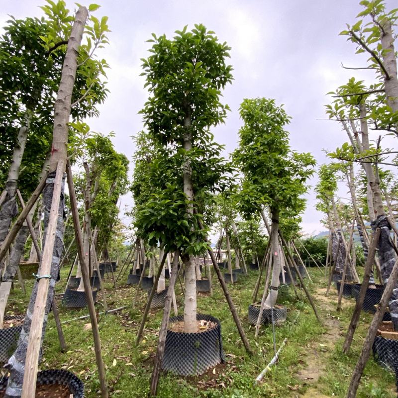 【白玉兰白兰花缅桂花】各种规格欢迎合作详谈