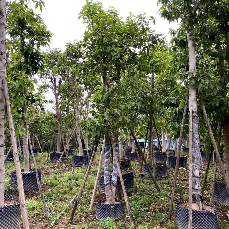 【白玉兰白兰花缅桂花】各种规格欢迎合作详谈