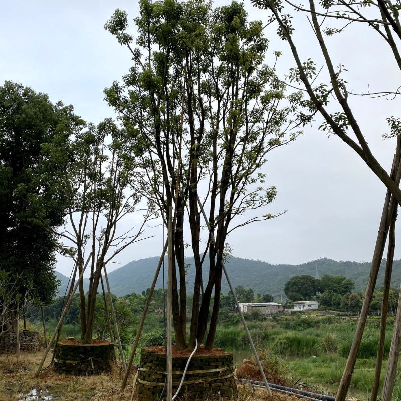【全冠香樟樟树】各种规格欢迎合作详谈