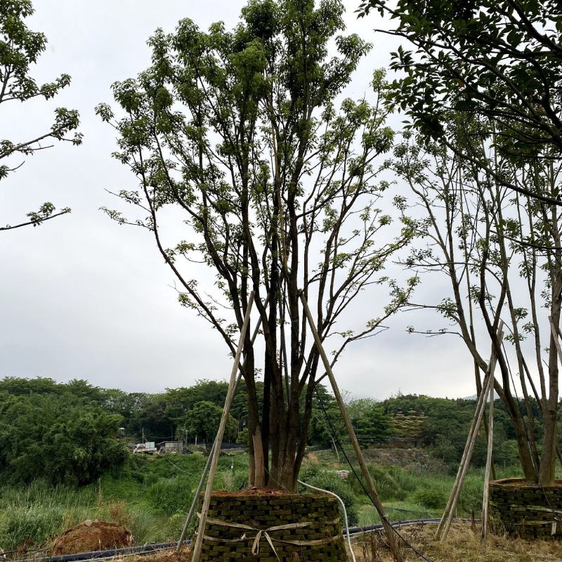 【全冠香樟樟树】各种规格欢迎合作详谈