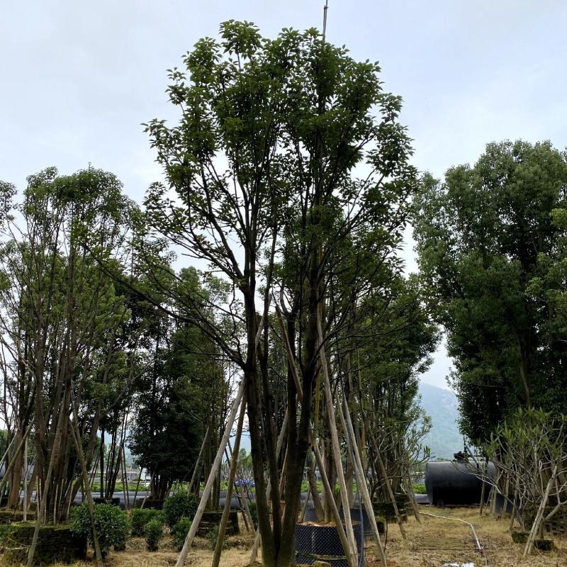 【全冠香樟樟树】各种规格欢迎合作详谈
