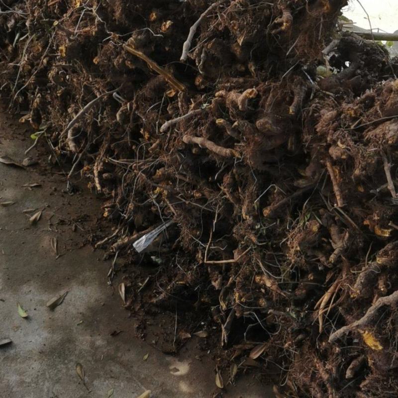 虎杖苗大量出售成年苗当年可收益