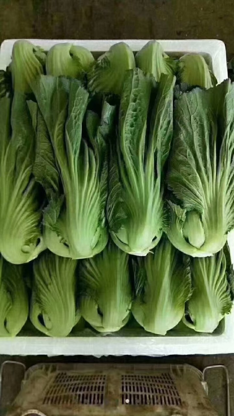 包心苦菜，包芥