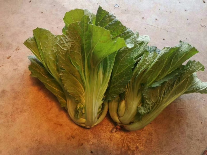 包心苦菜，包芥