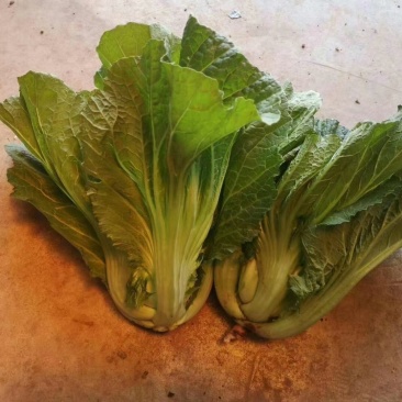 包心苦菜，包芥