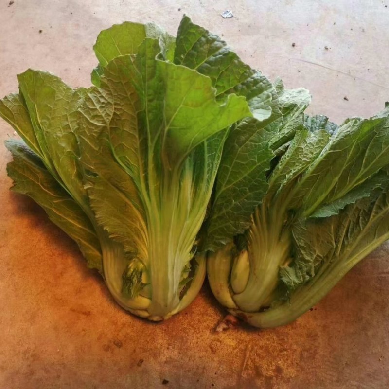 包心苦菜，包芥