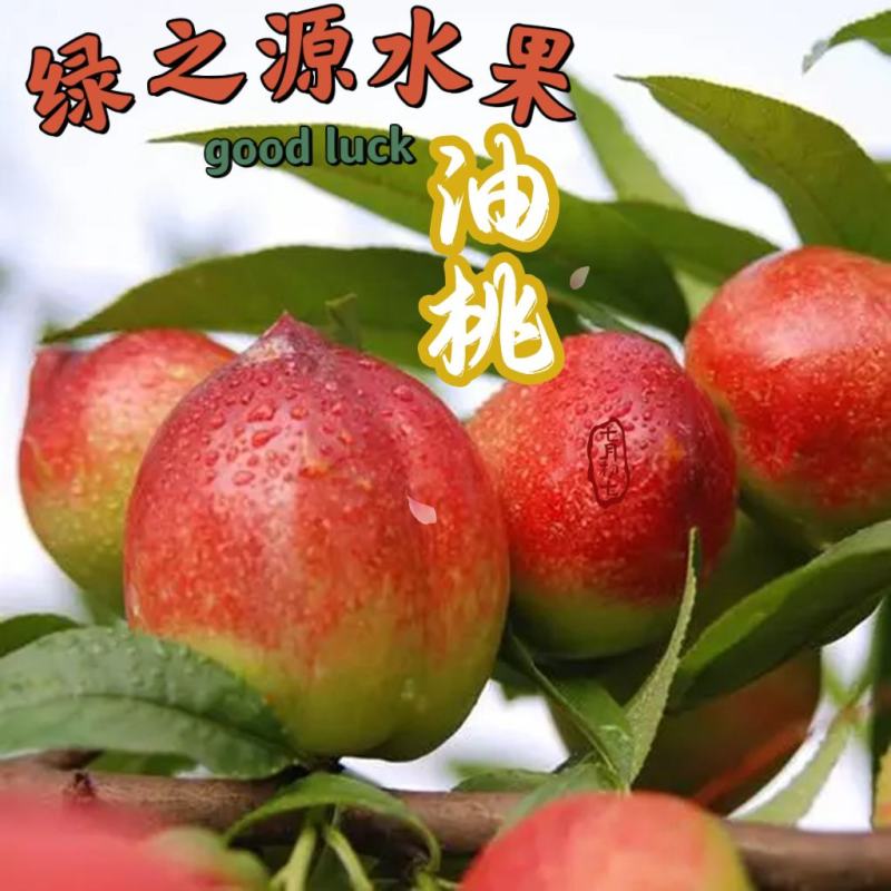新鲜油桃中油19黄肉油桃3斤10斤装快递包邮坏果包赔