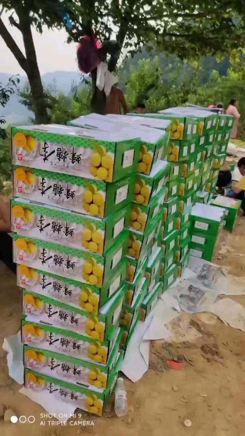 贵州蜂糖李，精品包装四五以上，个大饱满，含能量高