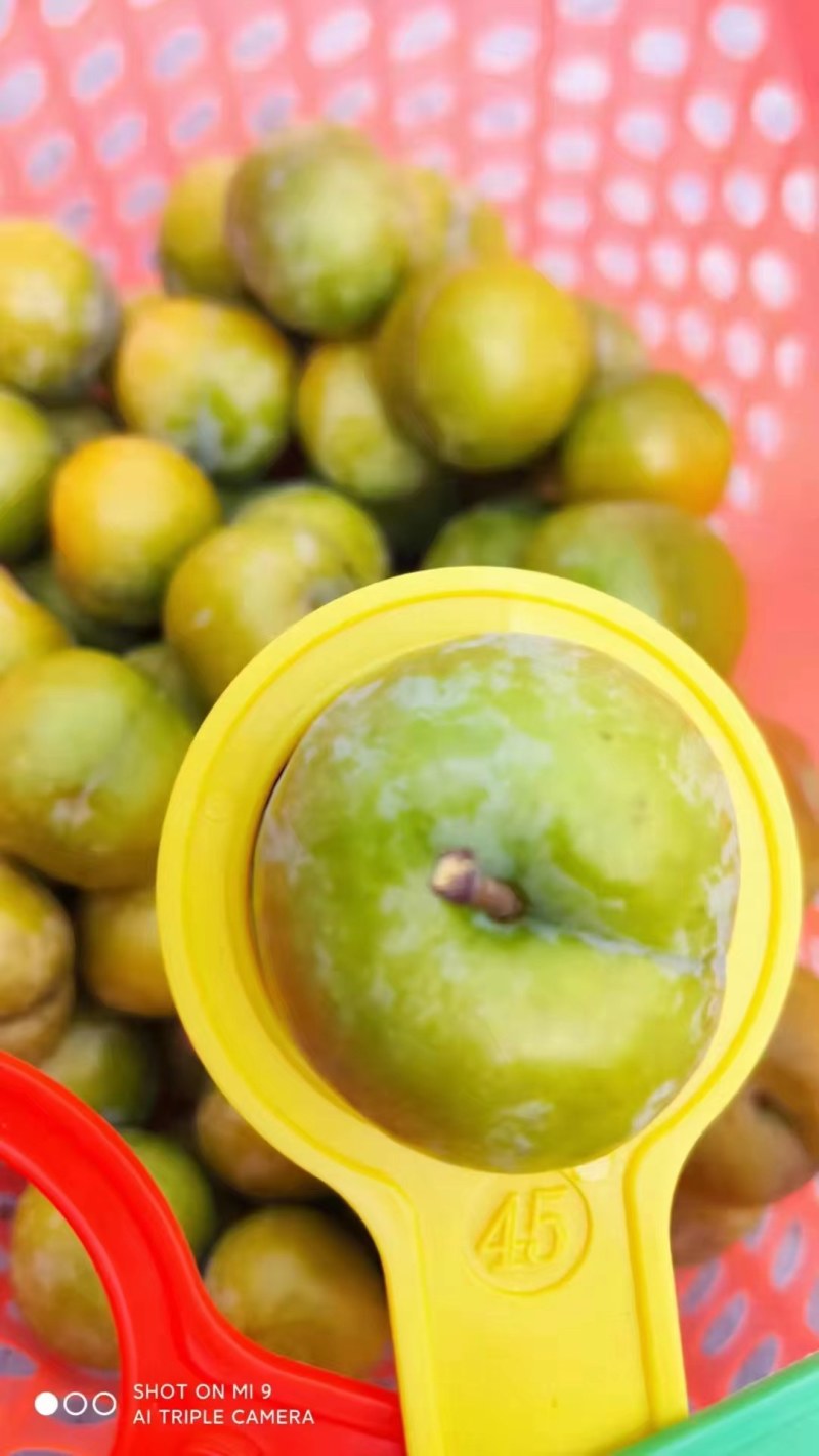 贵州蜂糖李，精品包装四五以上，个大饱满，含能量高