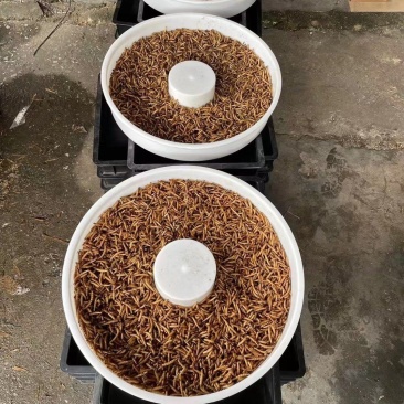 蛋白虫活虫和虫干售卖[旺柴][微笑]质量保证！全国发货