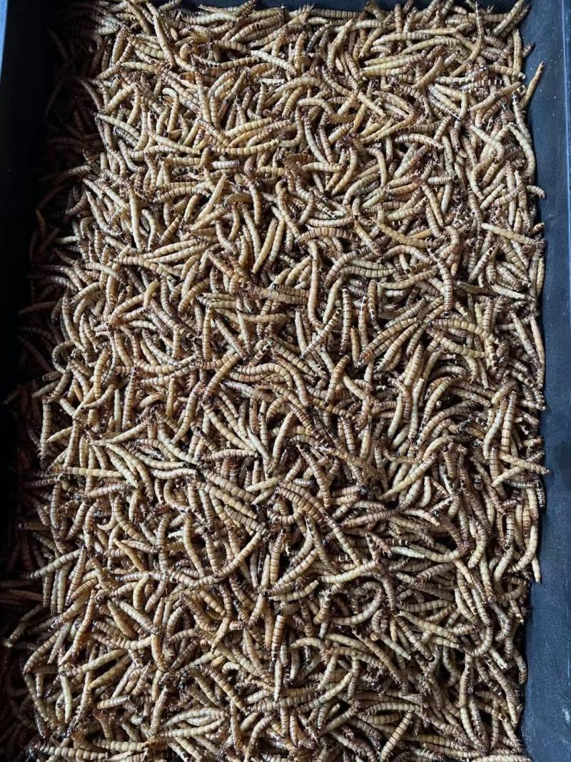 蛋白虫活虫和虫干售卖[旺柴][微笑]质量保证！全国发货