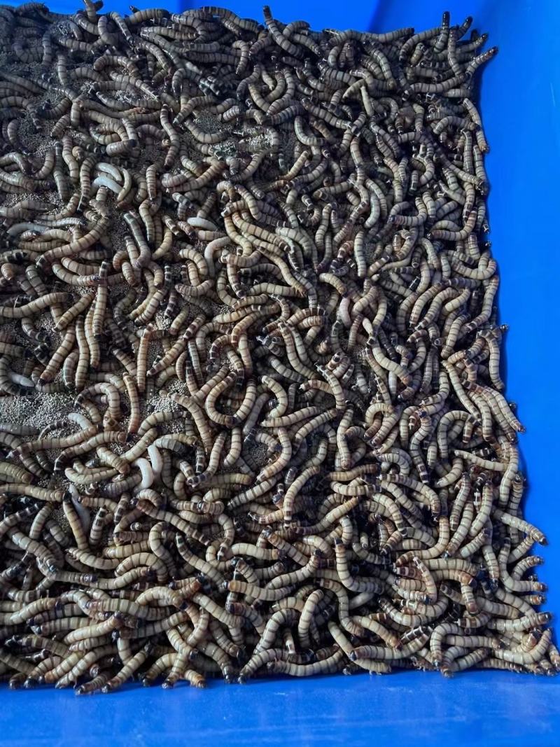 蛋白虫活虫和虫干售卖[旺柴][微笑]质量保证！全国发货