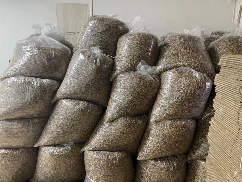 蛋白虫活虫和虫干售卖[旺柴][微笑]质量保证！全国发货