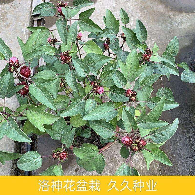 玫瑰茄苗红桃K盆栽带花苞洛神花苗庭院阳台花卉绿植