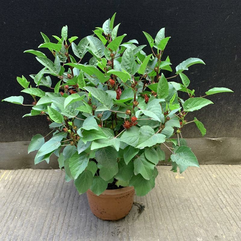 玫瑰茄苗红桃K盆栽带花苞洛神花苗庭院阳台花卉绿植