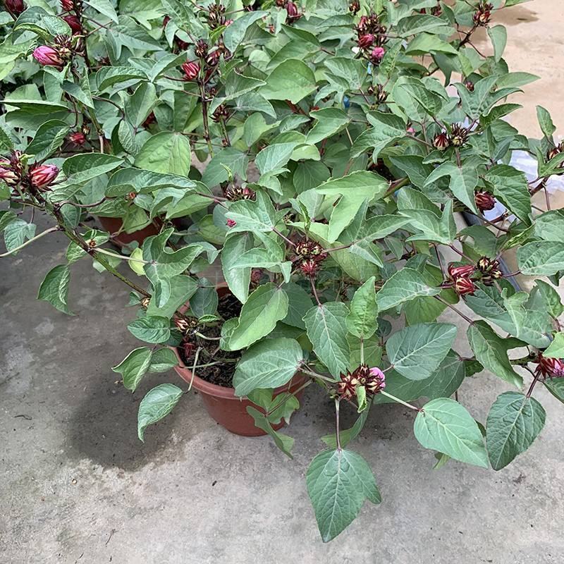 玫瑰茄苗红桃K盆栽带花苞洛神花苗庭院阳台花卉绿植