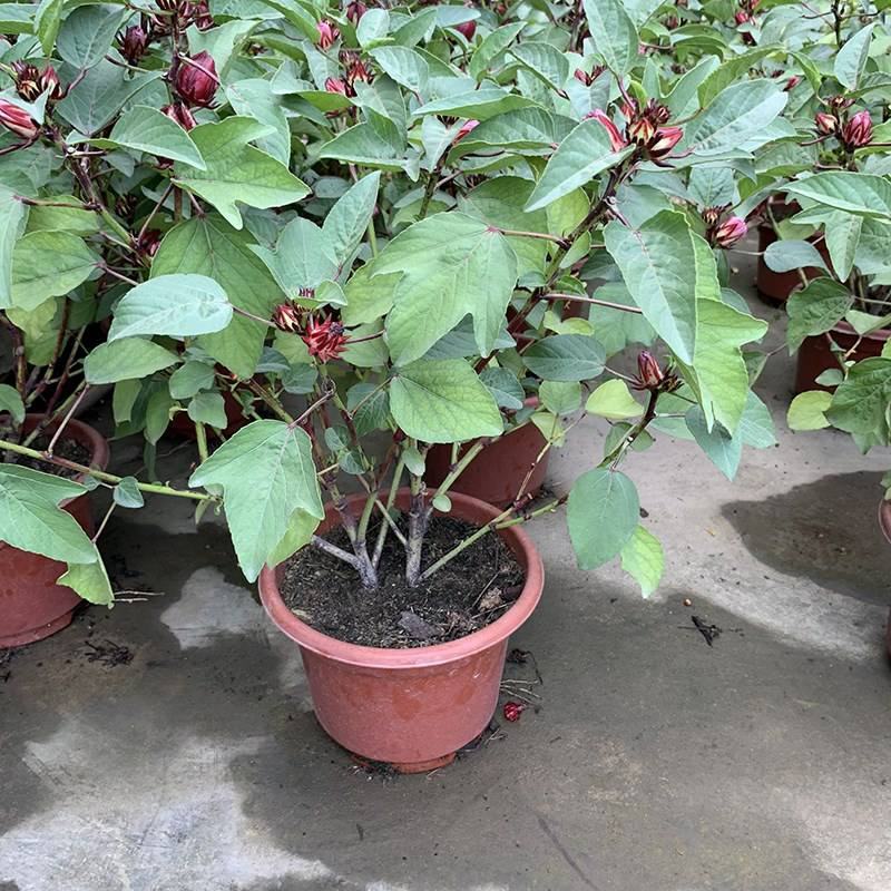 玫瑰茄苗红桃K盆栽带花苞洛神花苗庭院阳台花卉绿植