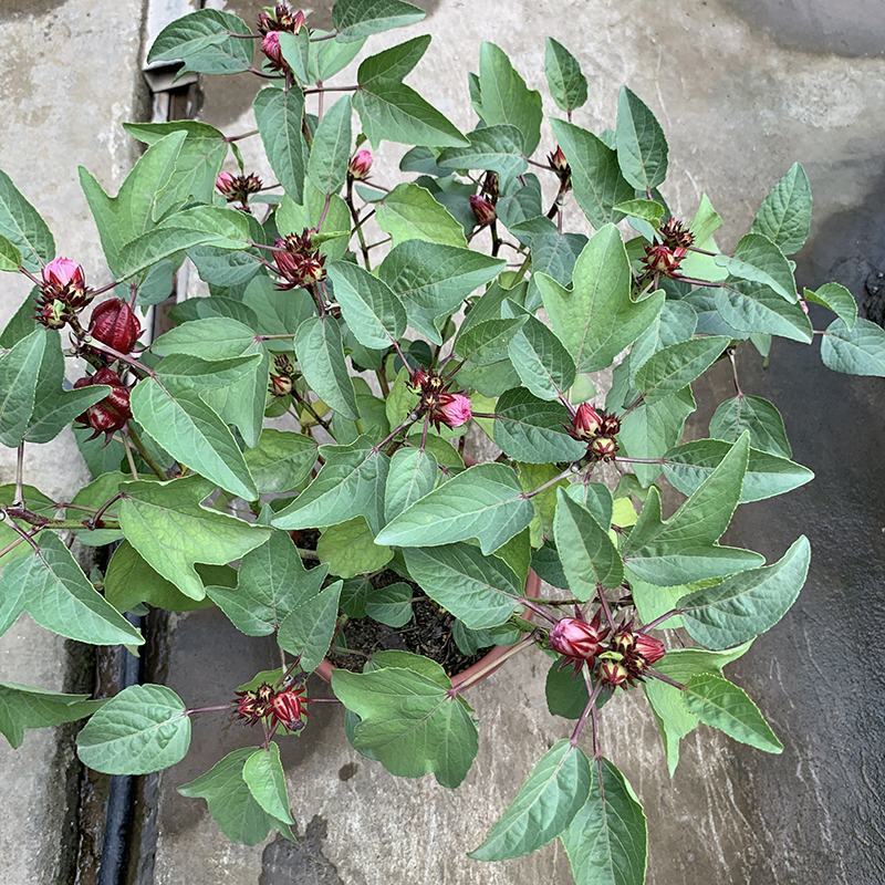 玫瑰茄苗红桃K盆栽带花苞洛神花苗庭院阳台花卉绿植