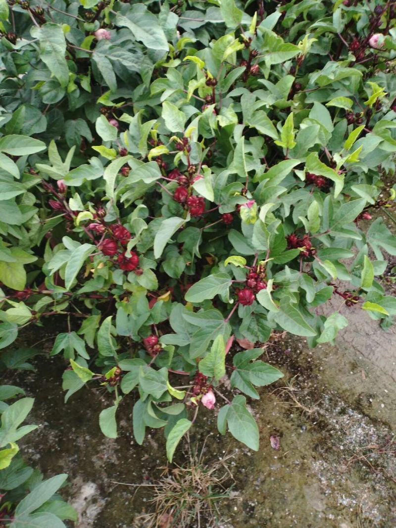 玫瑰茄苗红桃K盆栽带花苞洛神花苗庭院阳台花卉绿植