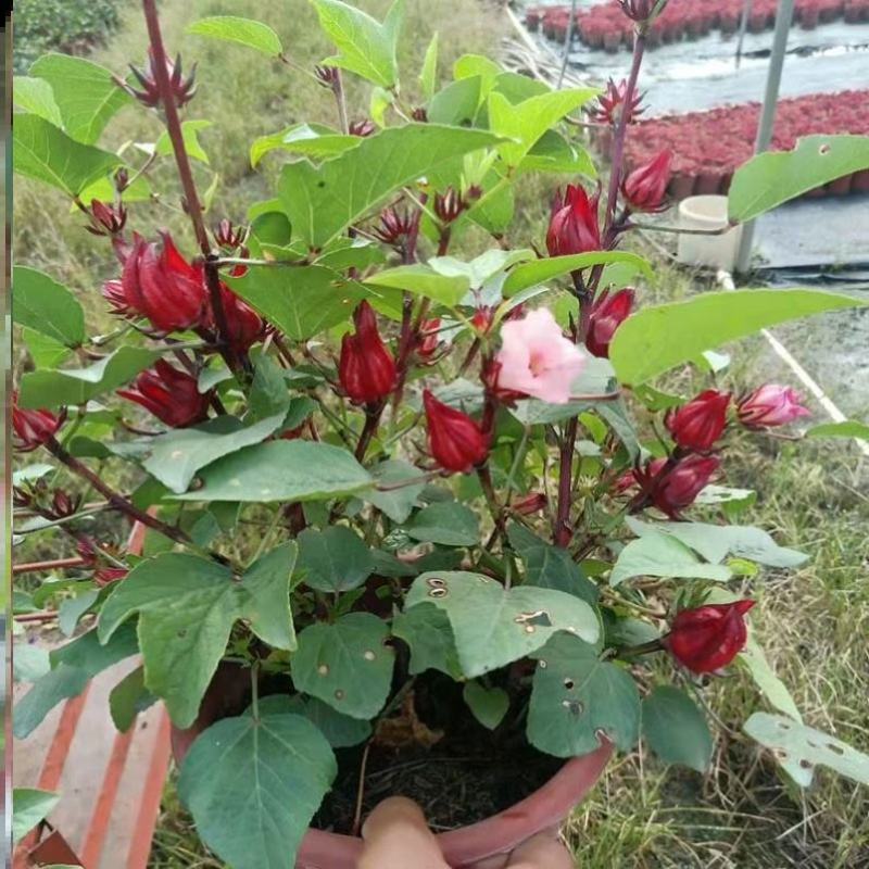 玫瑰茄苗红桃K盆栽带花苞洛神花苗庭院阳台花卉绿植