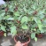 玫瑰茄苗红桃K盆栽带花苞洛神花苗庭院阳台花卉绿植