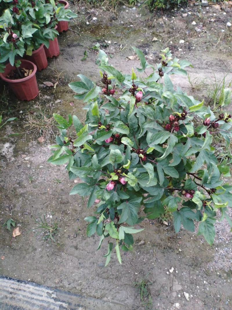 玫瑰茄苗红桃K盆栽带花苞洛神花苗庭院阳台花卉绿植